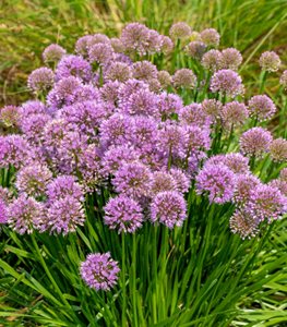 'Millenium' allium