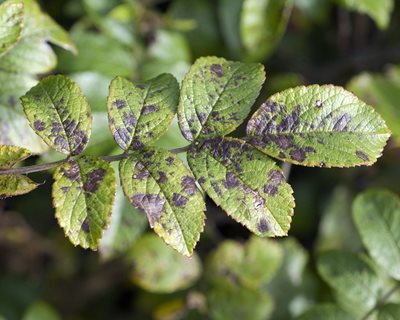 black spot on rose leaves