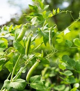 bush beans