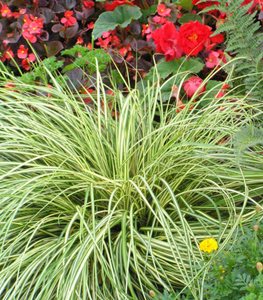 'Evergold' Sedge