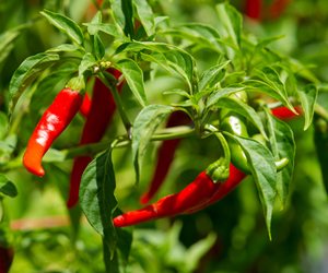Cayenne peppers