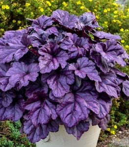 Dolce 'Wildberry' heuchera