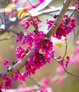 Eastern redbud tree in bloom