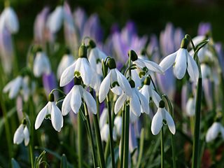 Galanthus, Snowdrop, White Flower
Pixabay