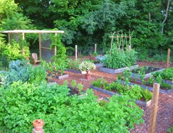 Edible Garden Pictures
Kevin Lee Jacobs
