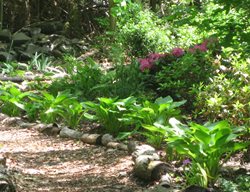 Shade Garden Pictures
Kevin Lee Jacobs