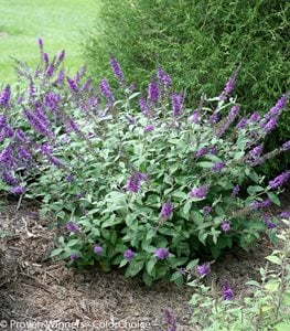 Lo &amp; Behold 'Blue Chip Jr.' butterfly bush