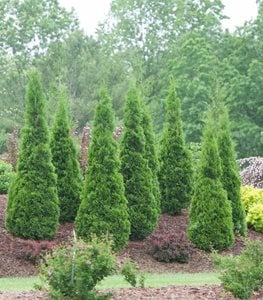 North Pole® Arborvitae