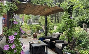 Patio Pergola With Vines
Ornamental Grasses in Pots 
Alli Guleria
Washington D.C., 