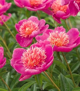 Peony flower