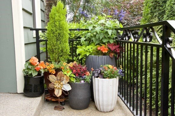 Porch Container Arrangement
Peggy Evans
