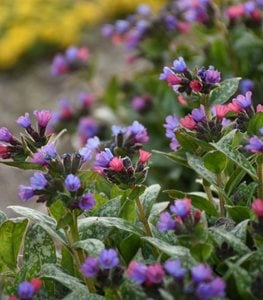 'Spot On' lungwort