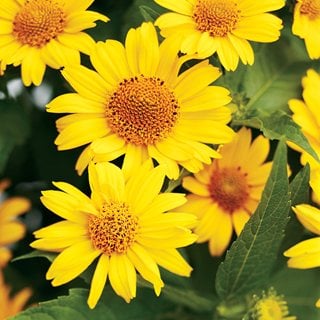 Tuscan Sun False Sunflower, Heliopsis Helianthoides
Proven Winners
Sycamore, IL