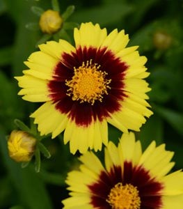 UPTICK™ YELLOW & RED TICKSEED