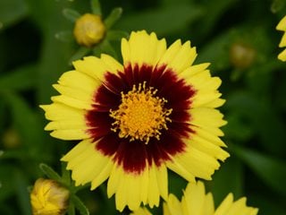 Uptick™ Yellow & Red Tickseed