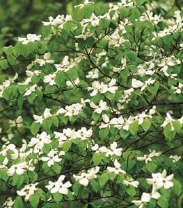 Dogwood tree
